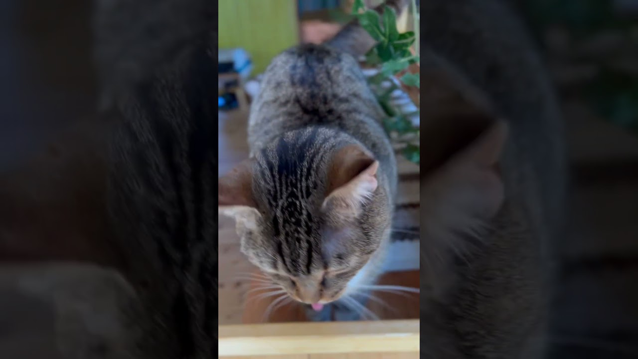 【マンチカン家族】息子に嫉妬する父親猫