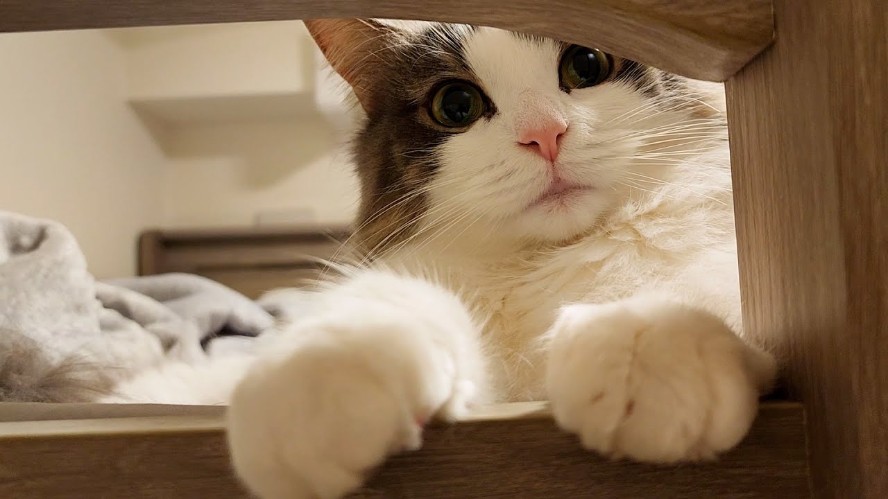 ベッドで寝ようと思ったら可愛いノルウェージャンが先回りしてました【猫と暮らす】