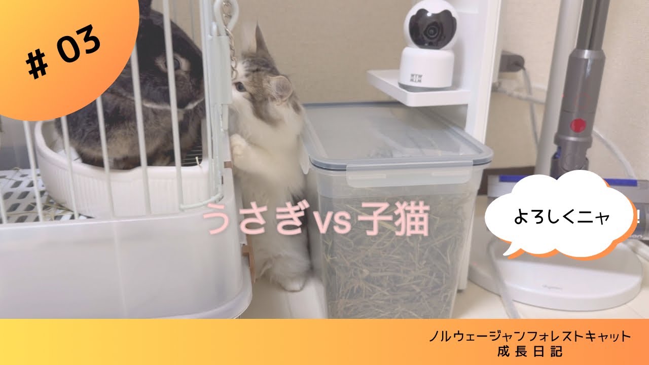 【うさぎvs子猫】初めて見たうさぎにかたまる子猫 #ノルウェージャンフォレストキャット  #うさぎ #kittens