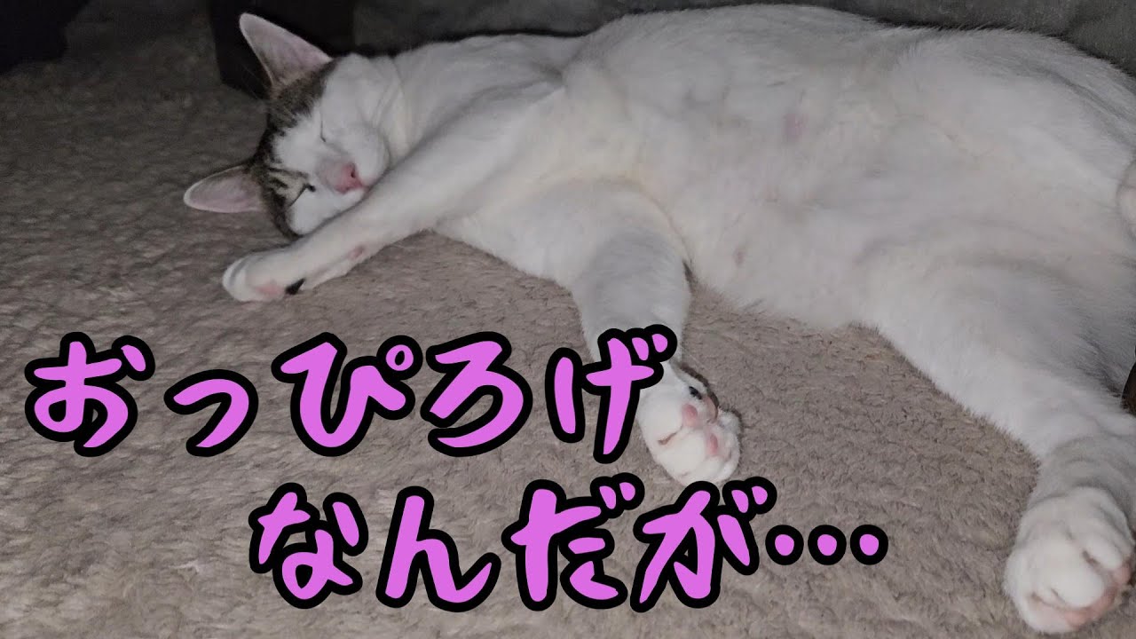 猫は本当に【こたつで丸くなるのか？】検証してみた
