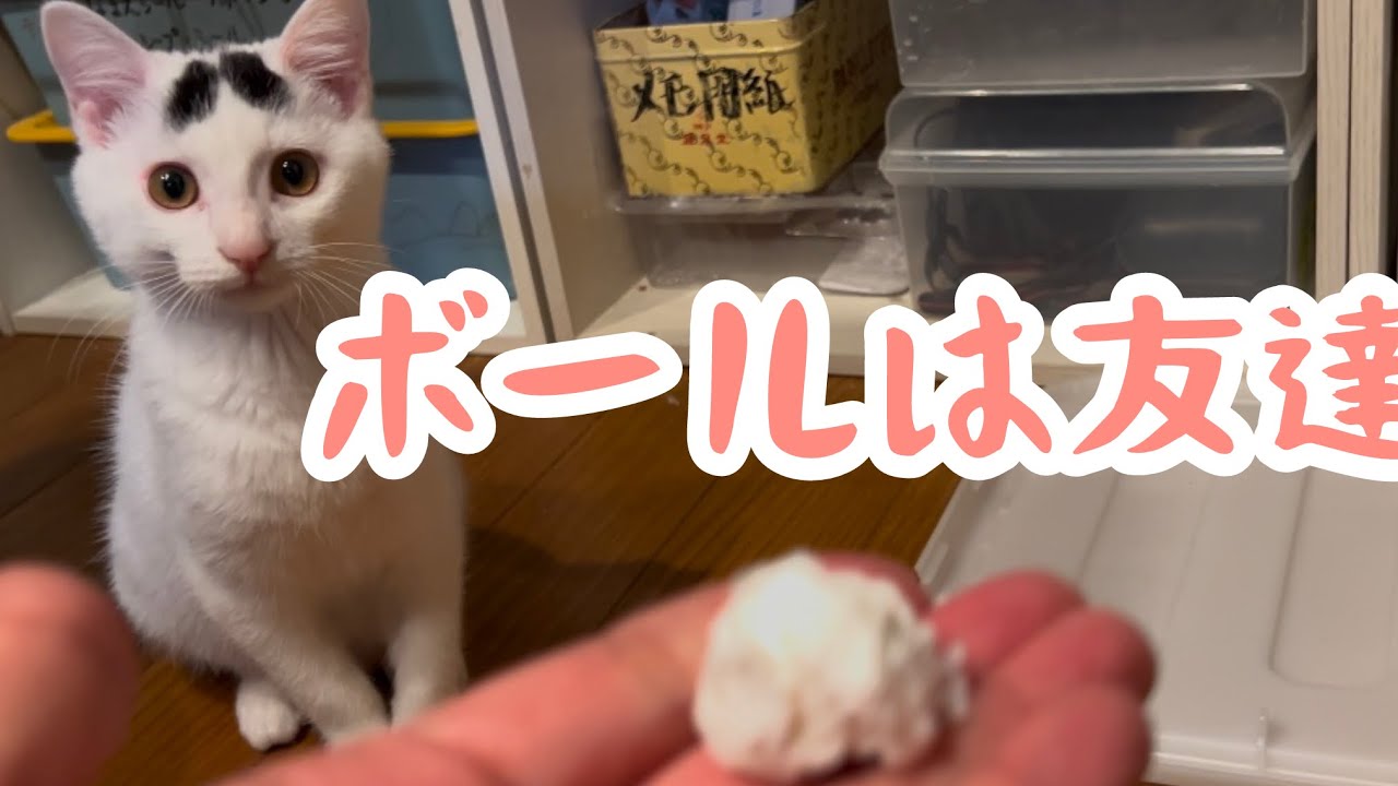 丸めたティッシュでサッカーを楽しむ猫。ミルねーさんの本気