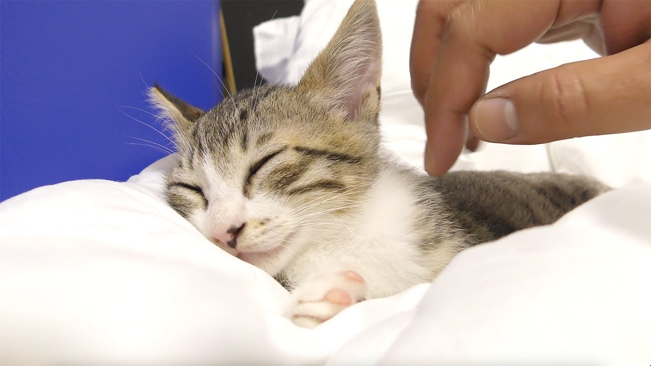 パパに撫でられるのが大好きな子猫に途中で撫でるのをやめたらどうなるのかやってみたら反応が面白すぎました...笑