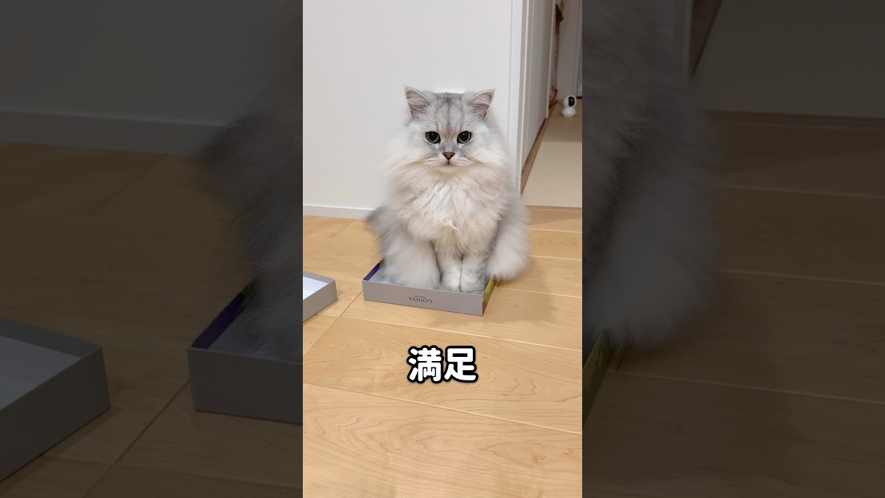 箱ソムリエな猫 【サイベリアン】 #Shorts