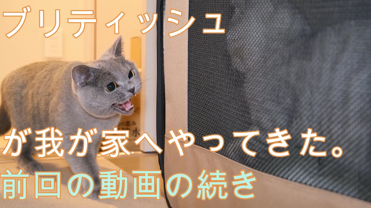 ブリティッシュのトライアル。続き。