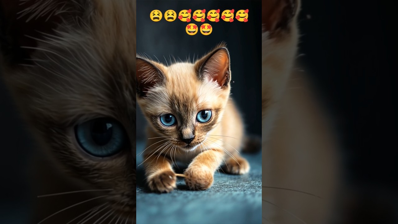 Introduction to Burmese Kittens ❤️❤️❤️🥰 #dogpaw #music #cat #pawpaw #dog #cute #pawperfect #pets 😫🥰