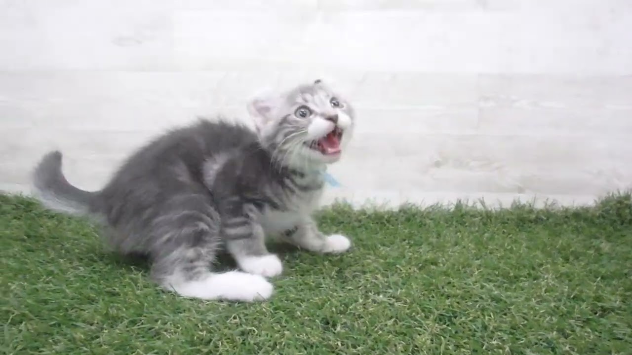 Coo&RIKU　No00699727 アメリカンカール