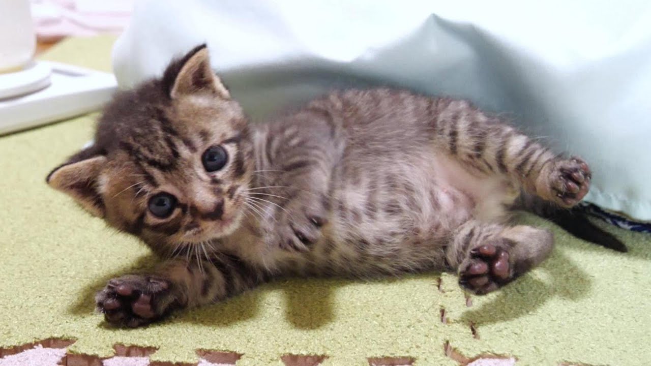 ぬいぐるみみたいな子猫はミルクを飲んだ後ご機嫌で転がっていました【赤ちゃん猫　保護猫】