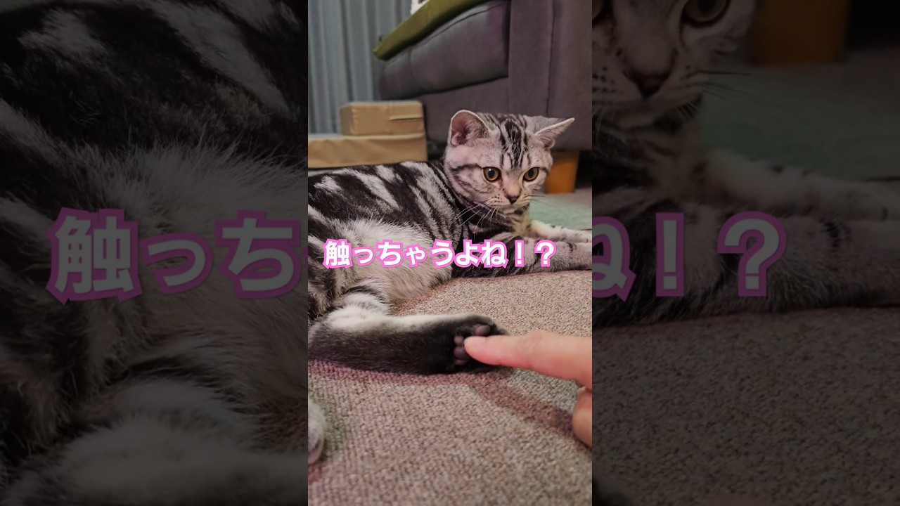 肉球GET💕#Shorts#cat#肉球