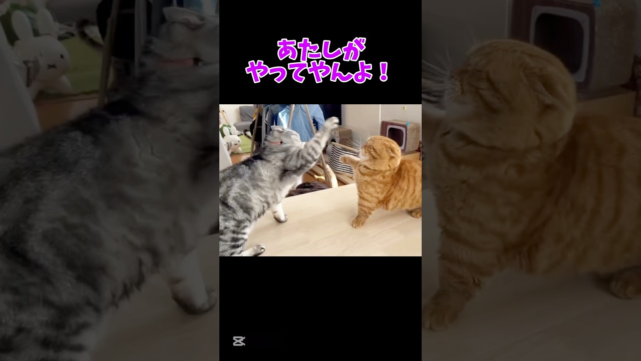 久しぶりの伝統の一戦！ #猫 #マンチカン #shorts