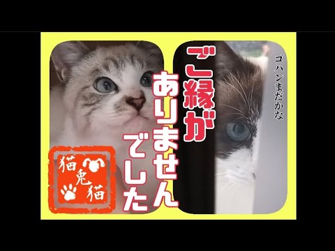 【元野良猫】ご縁がありませんでした〜(Former stray cat) I had no connection.〜 #里親探し #保護猫 #スノーシュー猫