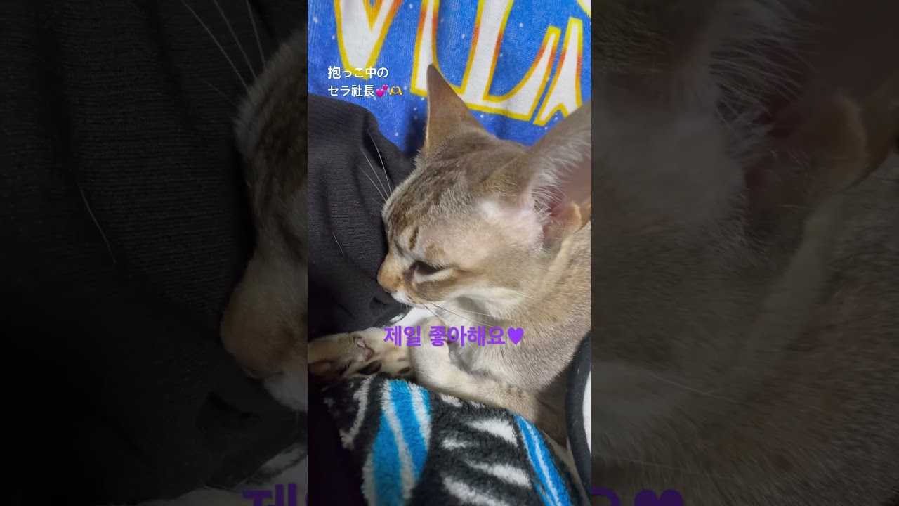 いつまでも赤ちゃんで可愛い♡#cat #シンガプーラ #singapura #cat