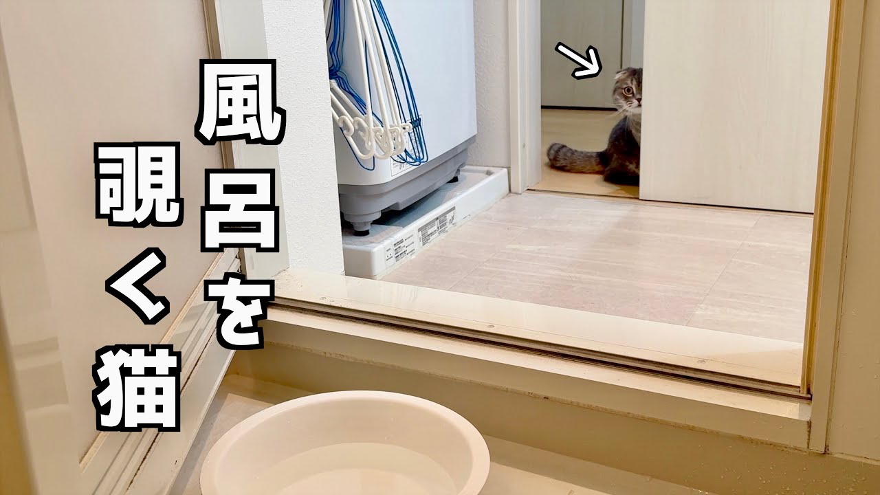 入浴中の飼主をずっと覗いてくる猫