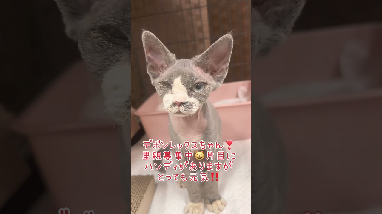 片目にﾊﾝﾃﾞｲがありますが元気💪　#里親募集中　土日月は午後からご予約不要‼️ 逢いに来てニャン😸🐶#里親募集中子猫アゴはネコ #デボンレックス