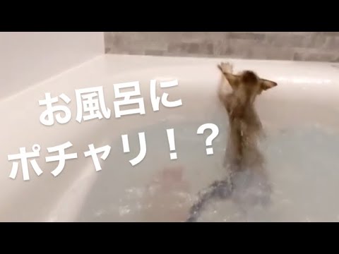 【ラスト10秒必見！】お風呂にポチャった子猫(シンガプーラ) / 【funny cat】kitty fell into water(Singapura)