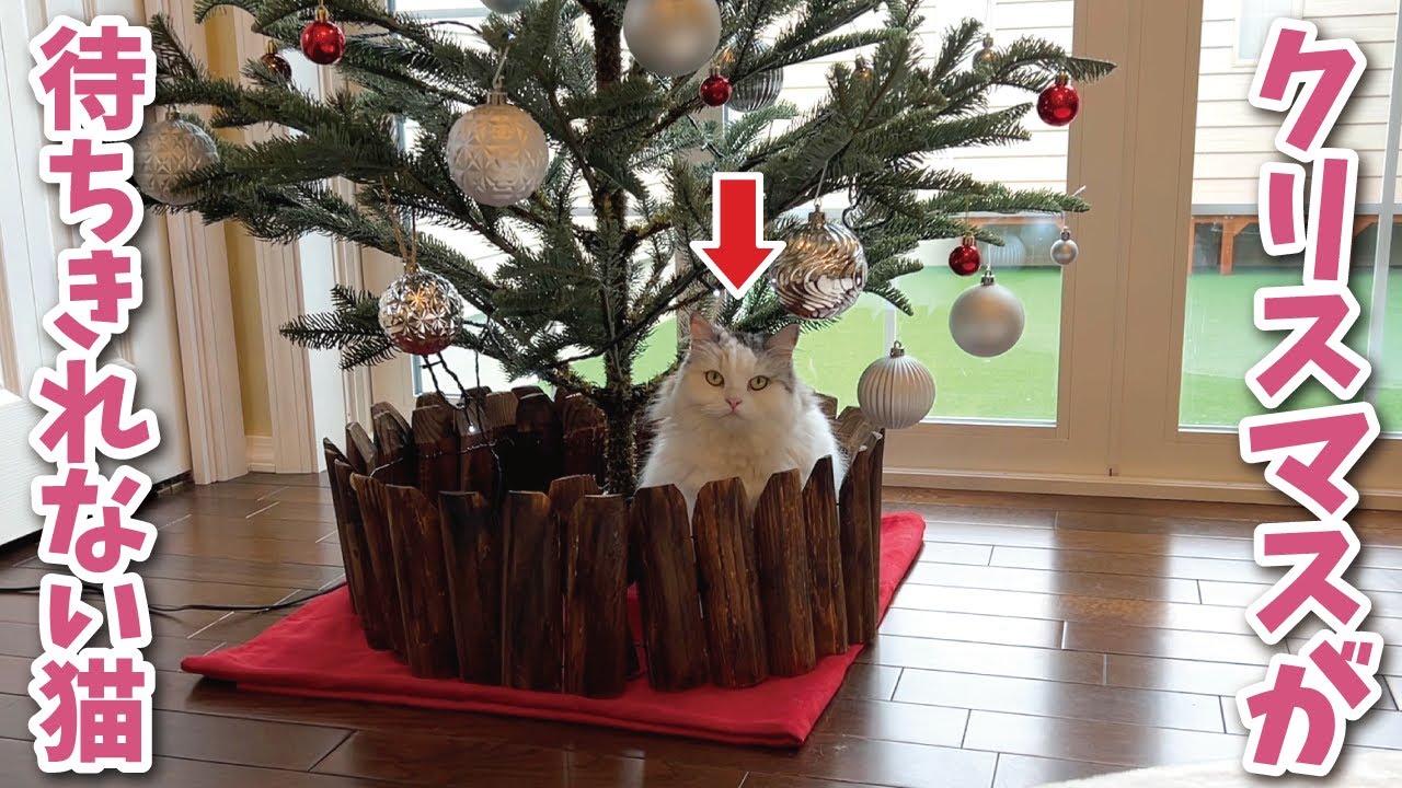 クリスマスツリーを占拠してプレゼントを要求してくるテロリストみたいな猫【関西弁でしゃべる猫】【猫アテレコ】