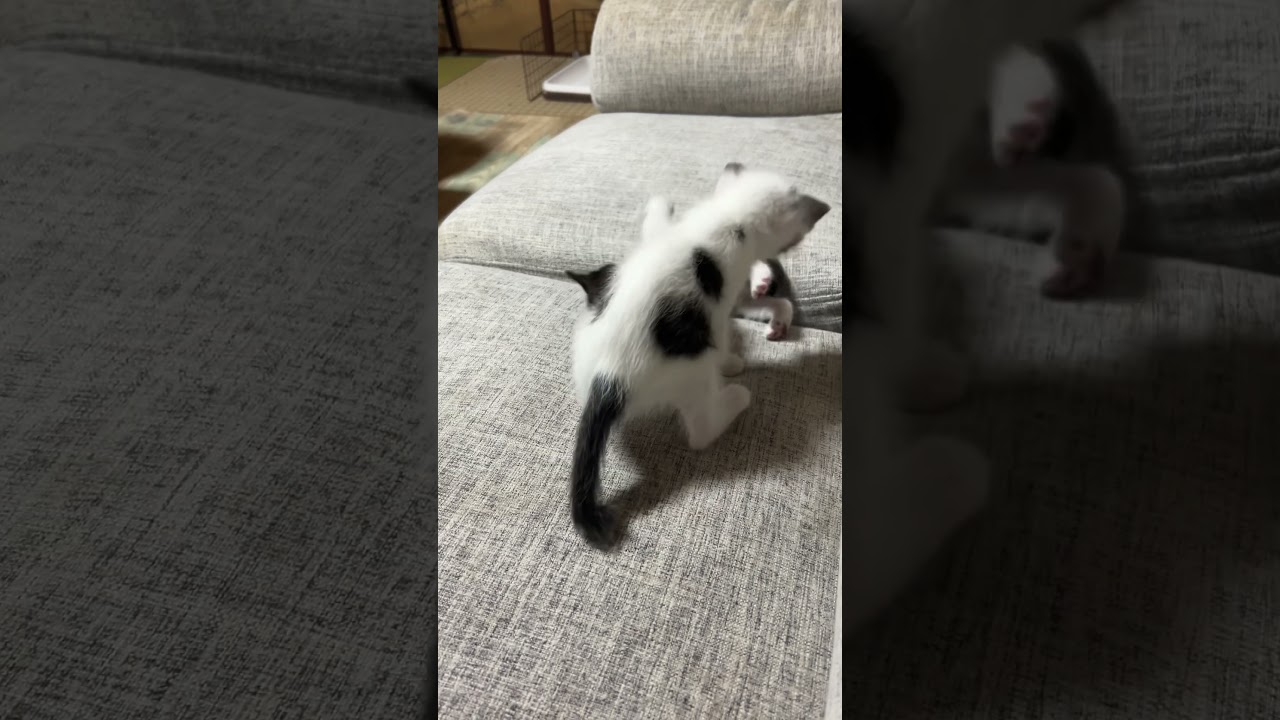 生後１ヶ月の子猫の姉妹 #猫 #保護猫 #子猫