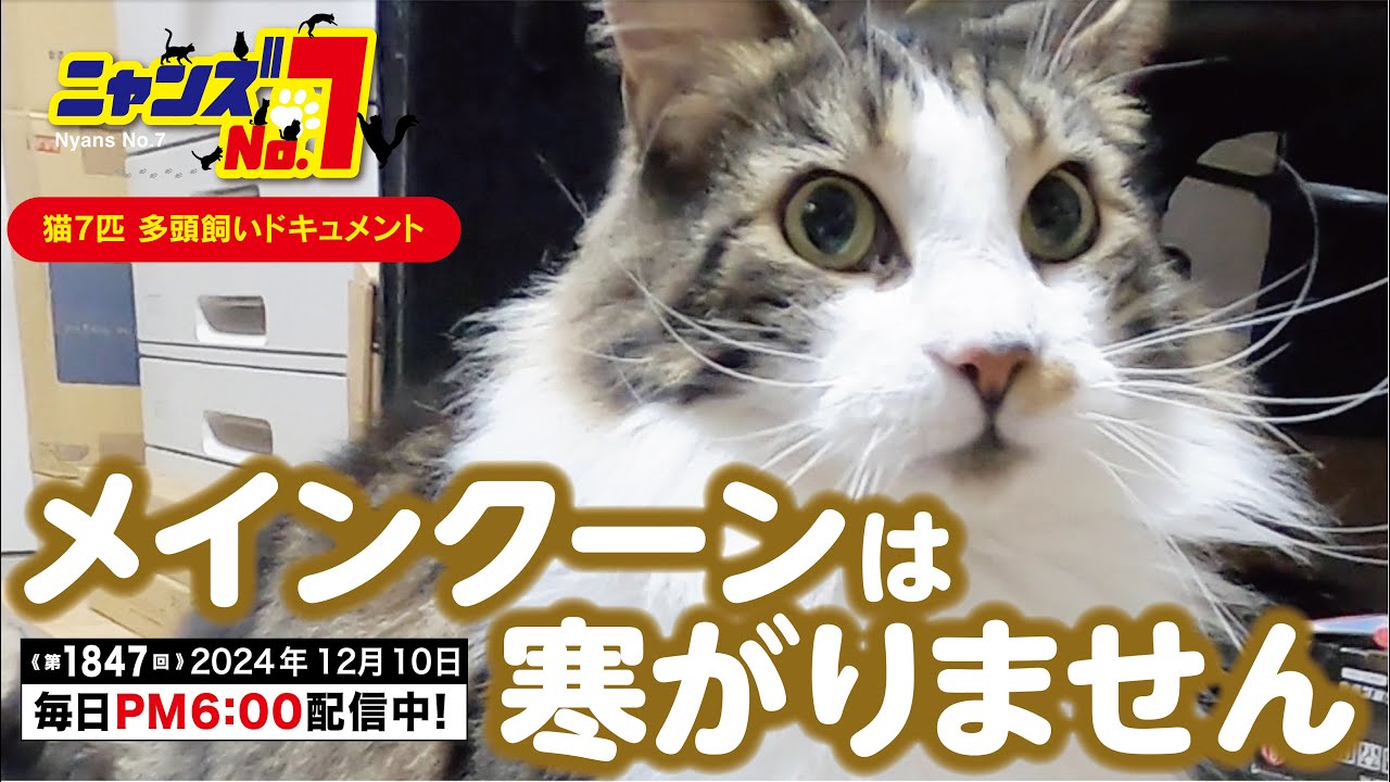 《第1847回》メインクーンは寒がりません