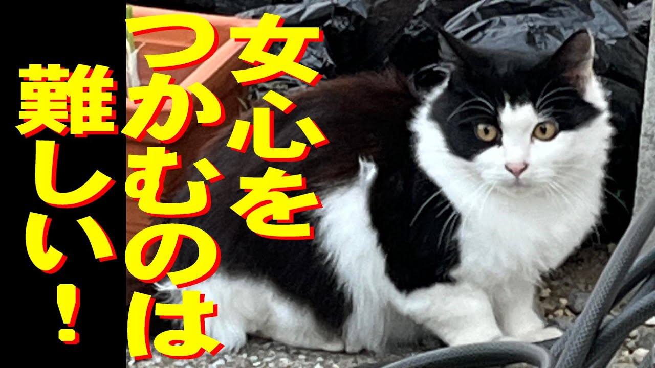 保護猫活動24｜庭に来る野良猫　｜手ごわい雌猫3匹