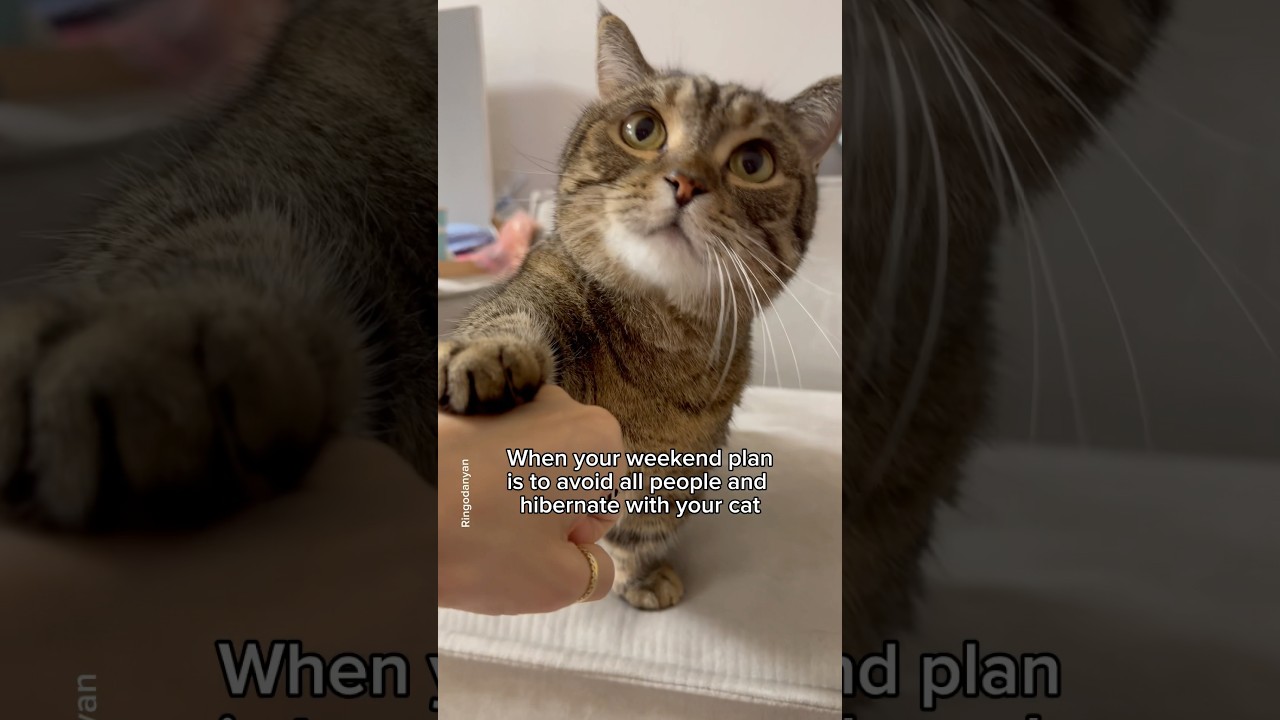 This is my furrfect weekend plan! What about yours? #shorts #cat #funny