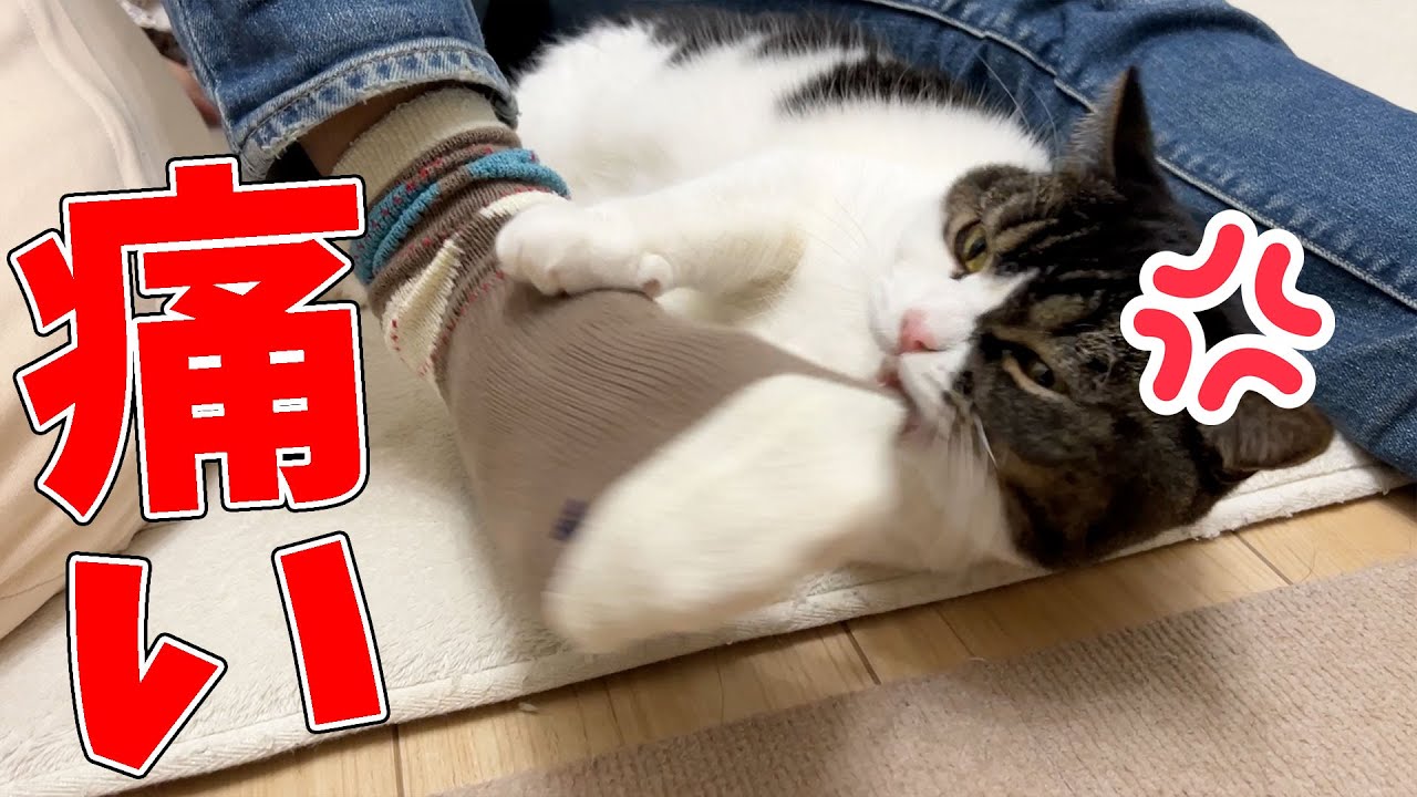 温厚な息子猫にマジ噛みされた激痛で素に戻り、ママに助けを求めるおっさんが雑魚すぎたw w w