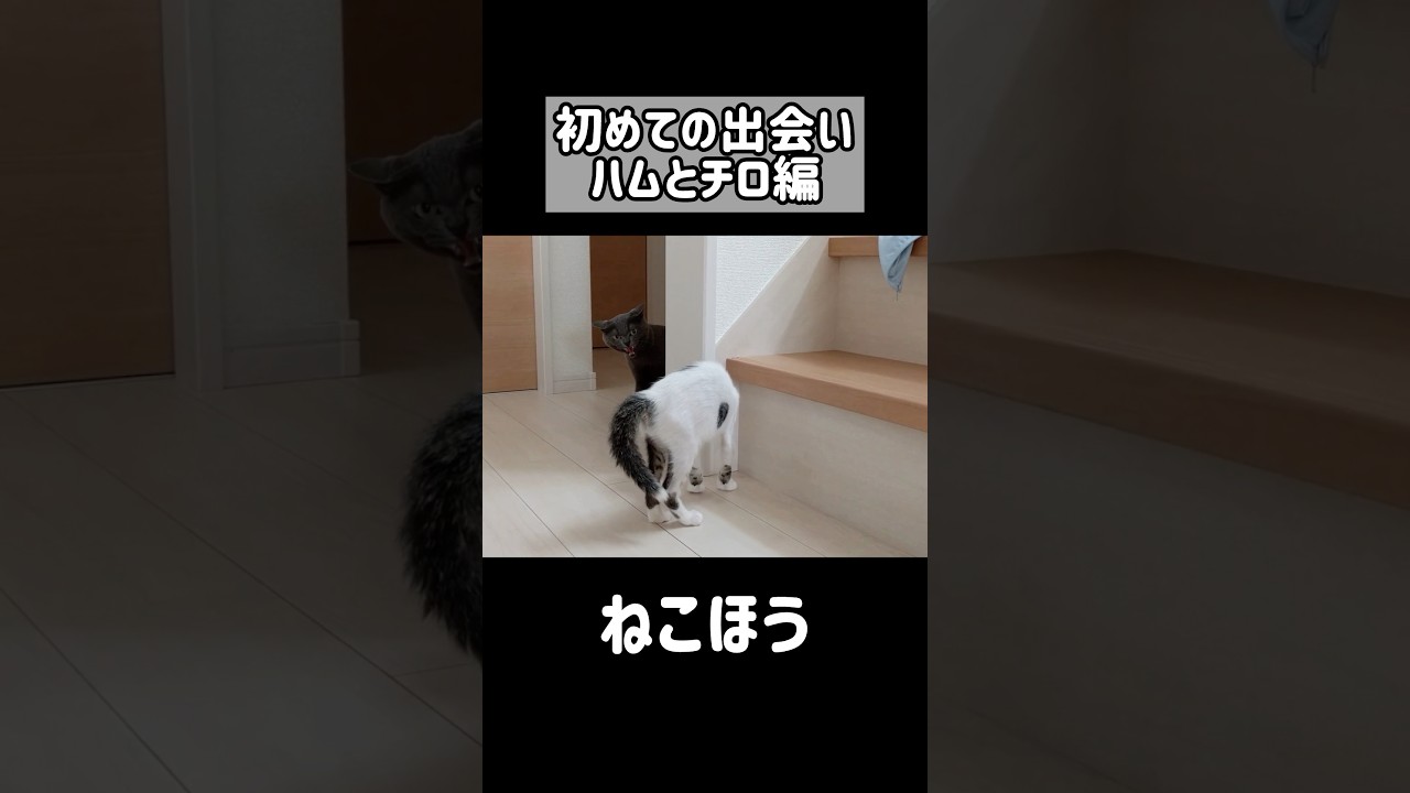 ハムと子猫チロの初めての出会い #shorts