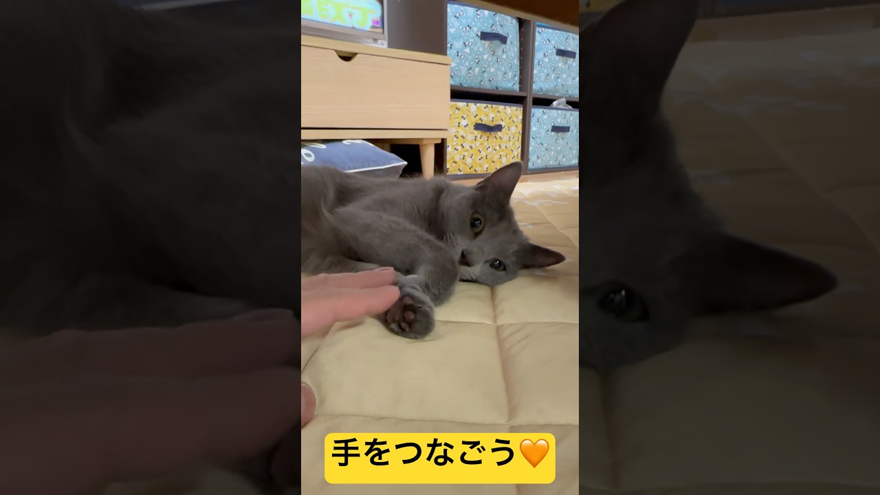 【猫ロシアンブルー】そらちゃん の柔らか〜い お手手❤️手を繋ごう❤️#shorts