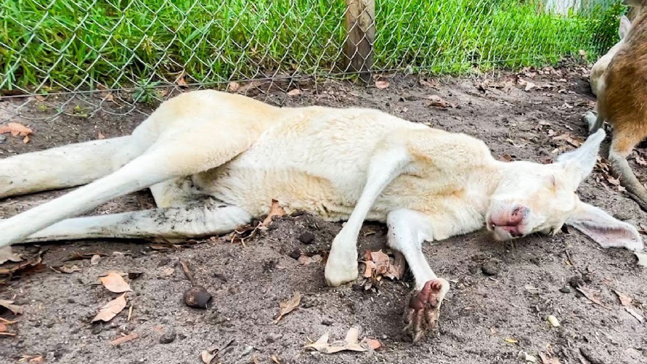 野生を忘れて、危機管理能力がゼロになったカンガルー【カバシャムワイルドライフパーク】
