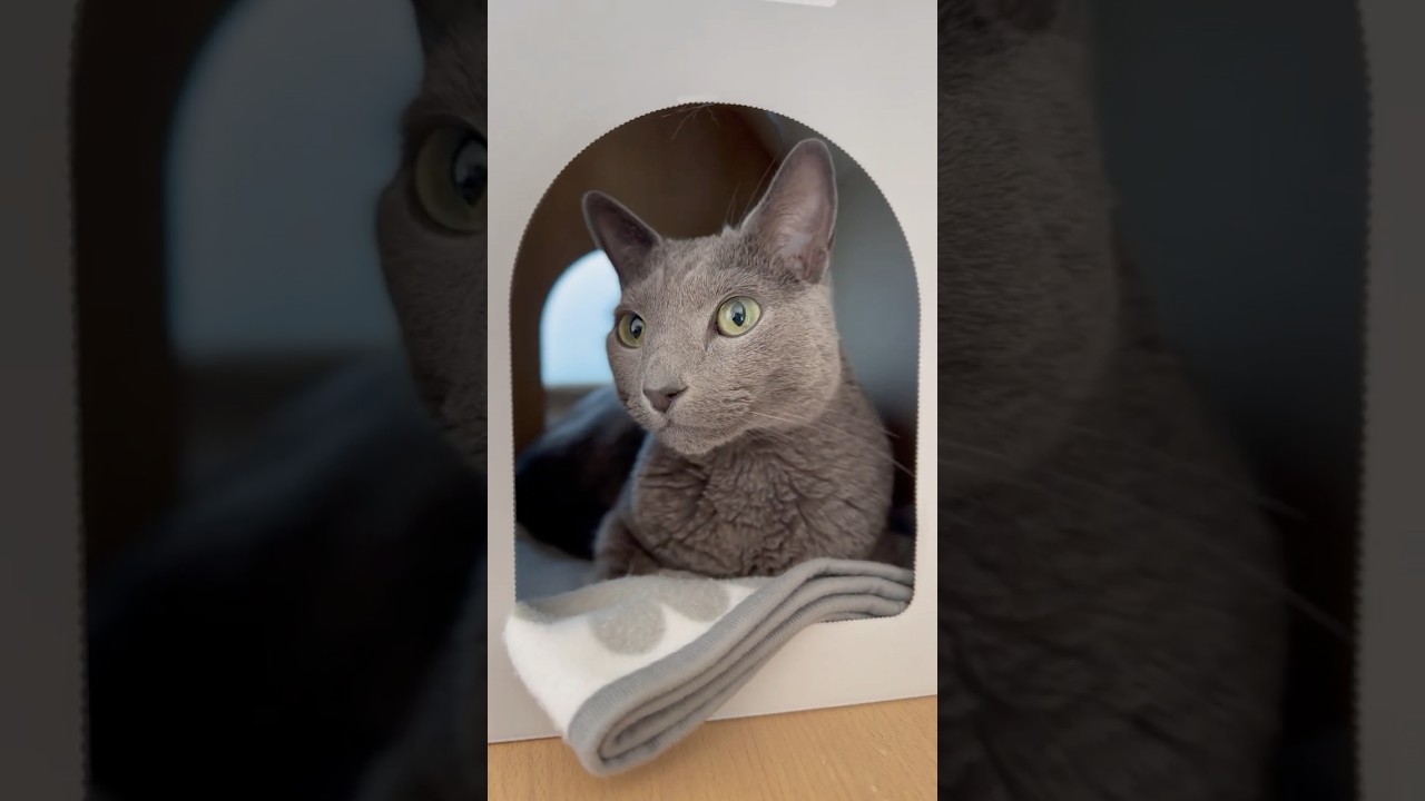 ウィルの毎日 505 快適！ダンボールハウス。 #ロシアンブルー #RussianBlue #Cat #猫 #ねこ