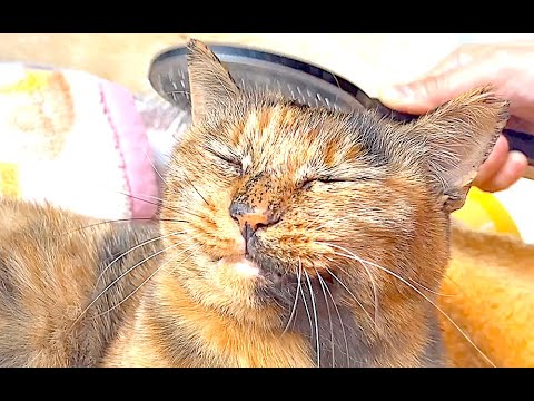 【ねこ日常系】気になって見に行っちゃう【猫と日本の庭】