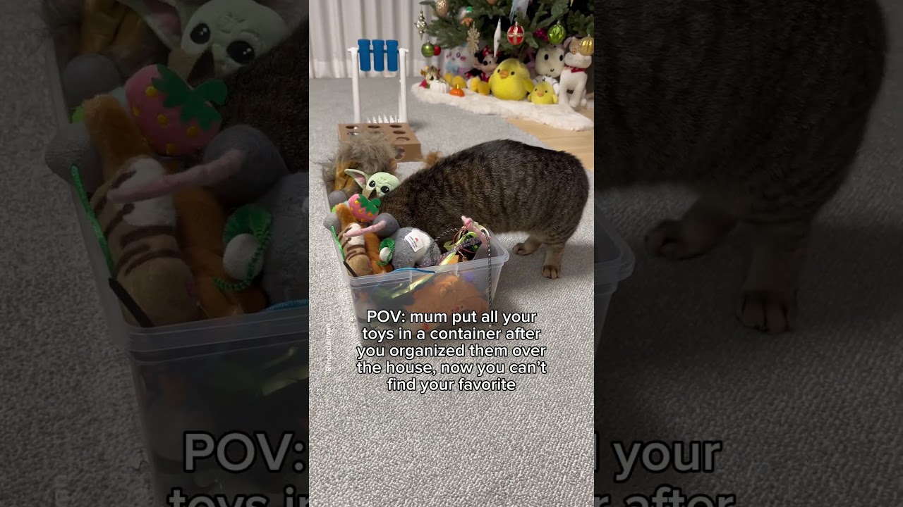 Mom, why did you do that?!😾 #shorts #cat #funny