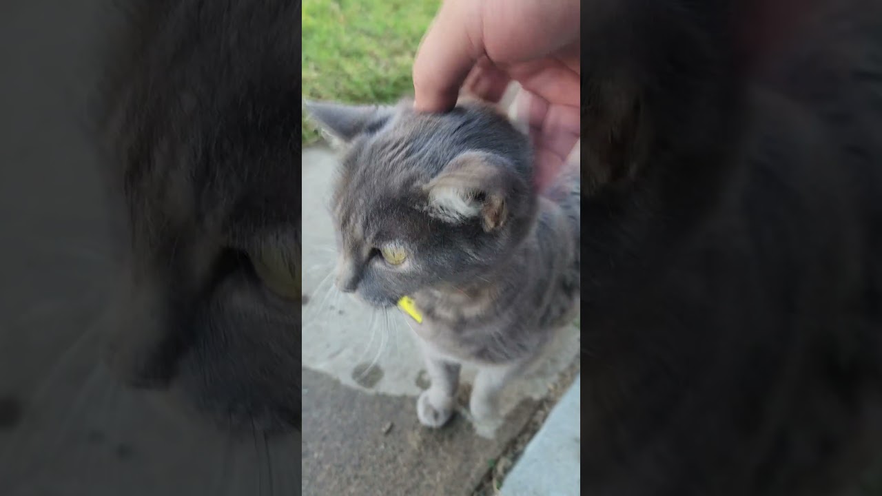 Petting a Friendly Korat Cat  #pets #cute #kitten #korat