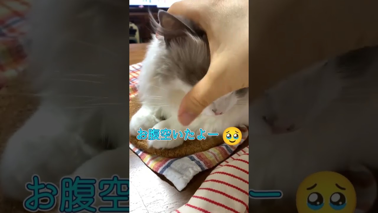 コルク鍋敷に興奮する猫 #猫 #ねこ #ラグドール #猫のいる暮らし #shorts