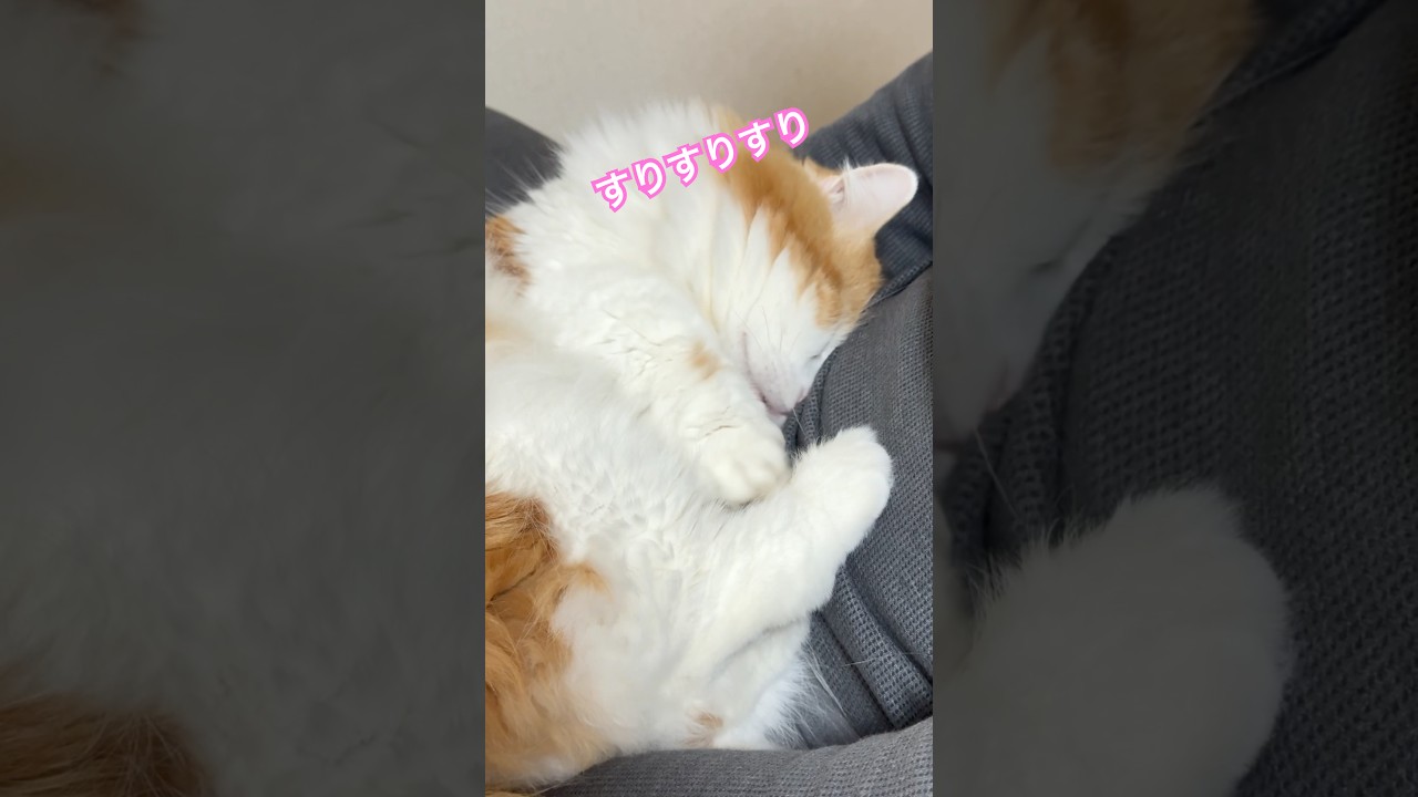 パパが好きすぎる#マンチカン短足 #なんちゃん