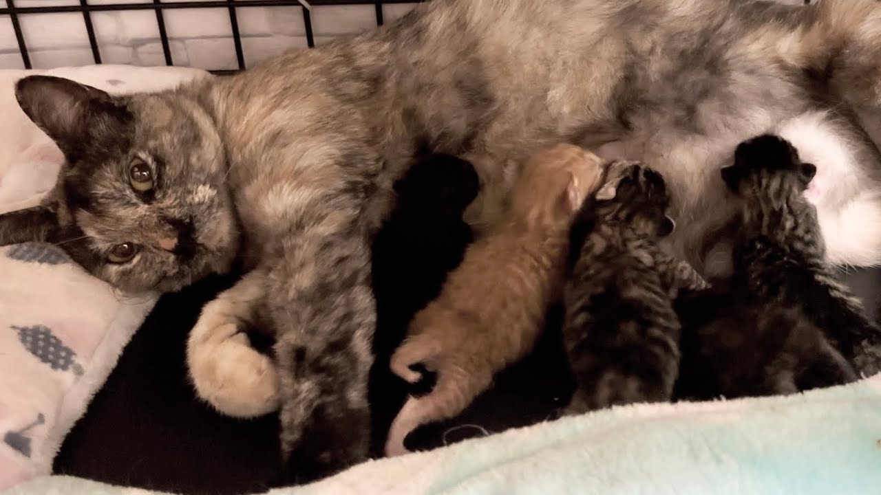 産まれたての子猫におっぱいを飲ませながらフミフミしちゃうママ猫【ラプ保護物語#5】A mama cat nursing her newborn kittens.