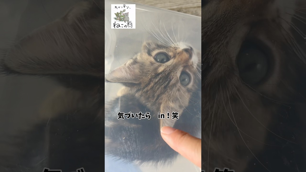 子猫 in the タッパー #cat #マンチカン #子猫 #キャッテリーねこの樹
