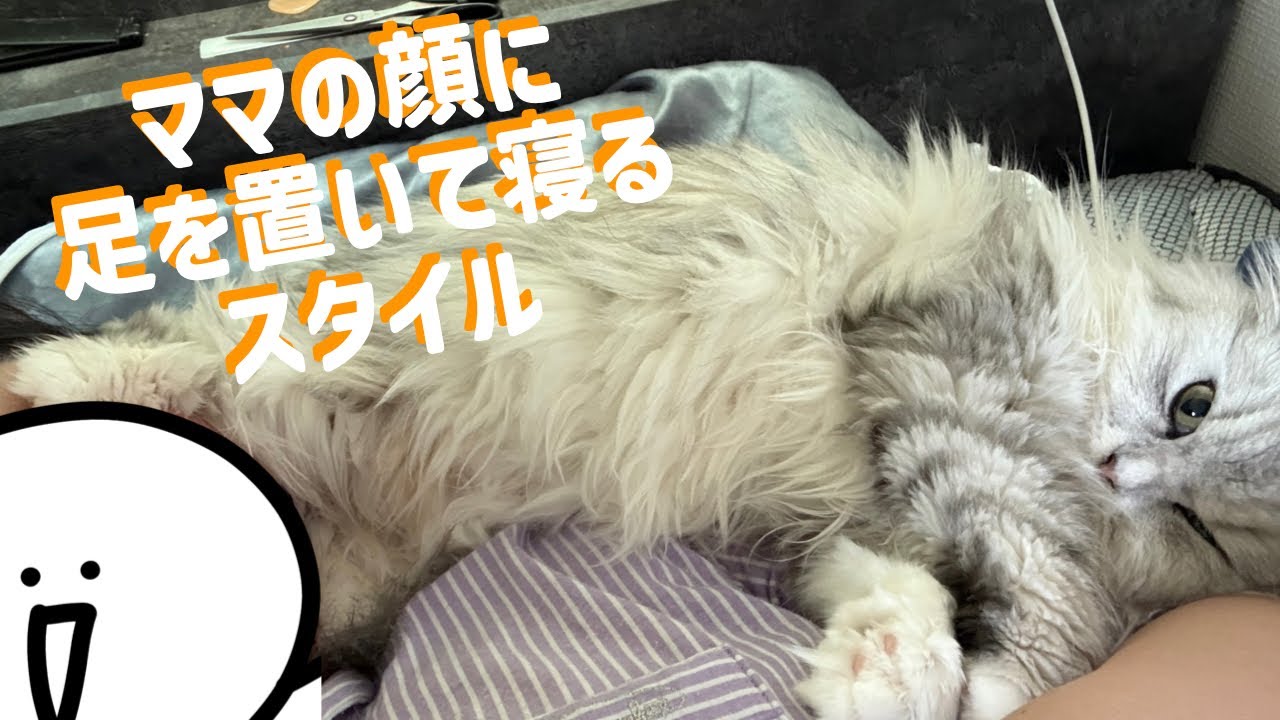 ペルシャ猫の寝相と足癖が悪すぎて起こされる毎日