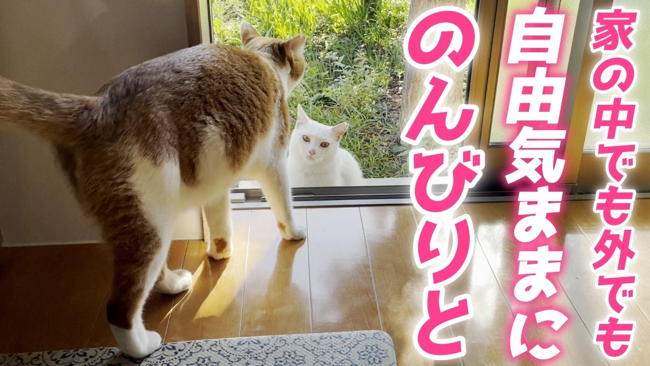 家の中と外を自由気ままに行き来する庭子猫が可愛すぎました…♡[三毛母猫の子猫]