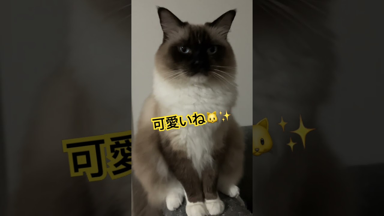 可愛いラグドールのたぬき #cat #ragdollkittens #ragdoll #猫のいる暮らし #ラグドール #保護猫 #ragdolls #猫好きさんと繋がりたい #バグドール #癒し