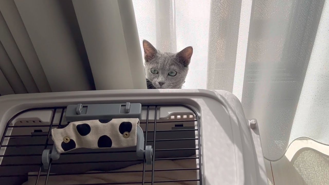 初心者飼い主が疲れ切った午後