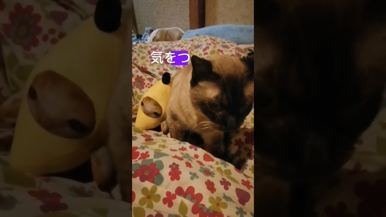 シャム猫バナナ猫#shorts #cat #猫 #シャムミックス #bananacat