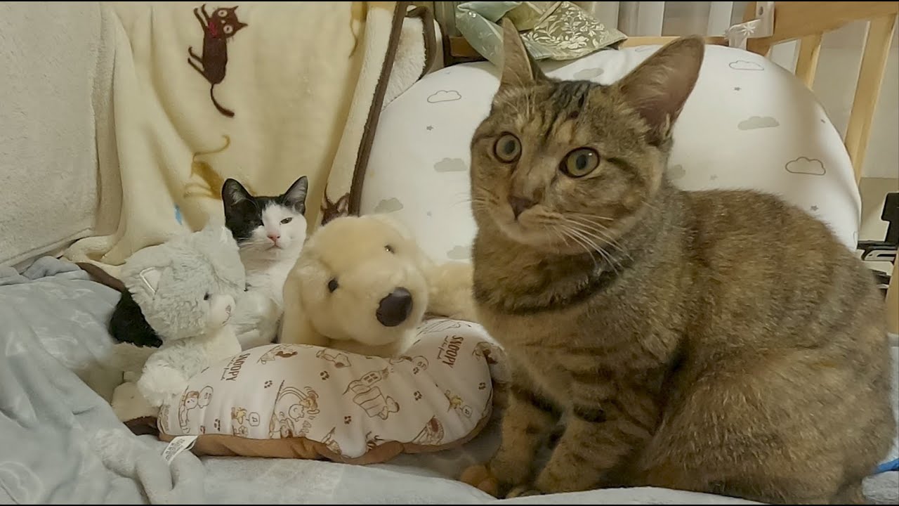 子猫が寝ているベッド我が家にとって特別なんです