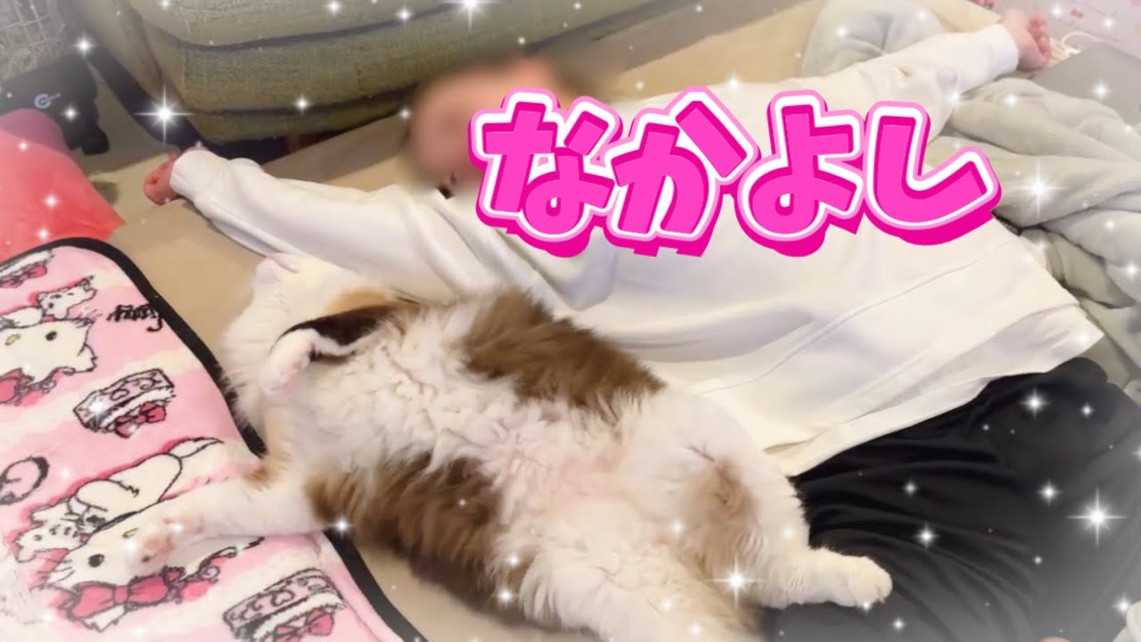 【でぶ猫】ゆるすぎるラグドールとズボラ主婦😈