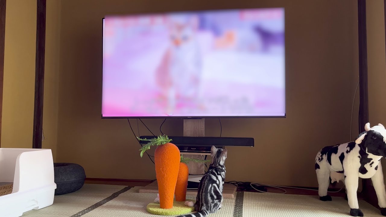 マンチカン兄猫を見守りながら別の女子猫に見惚れるアメショー弟猫。