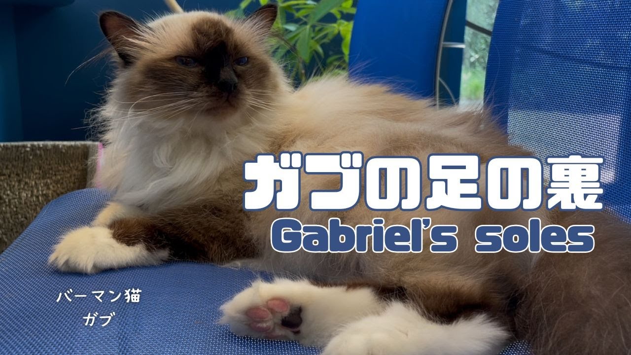 バーマン猫ガブ【ガブの足の裏】Gabriel's soles（バーマン猫）Birman/Cat