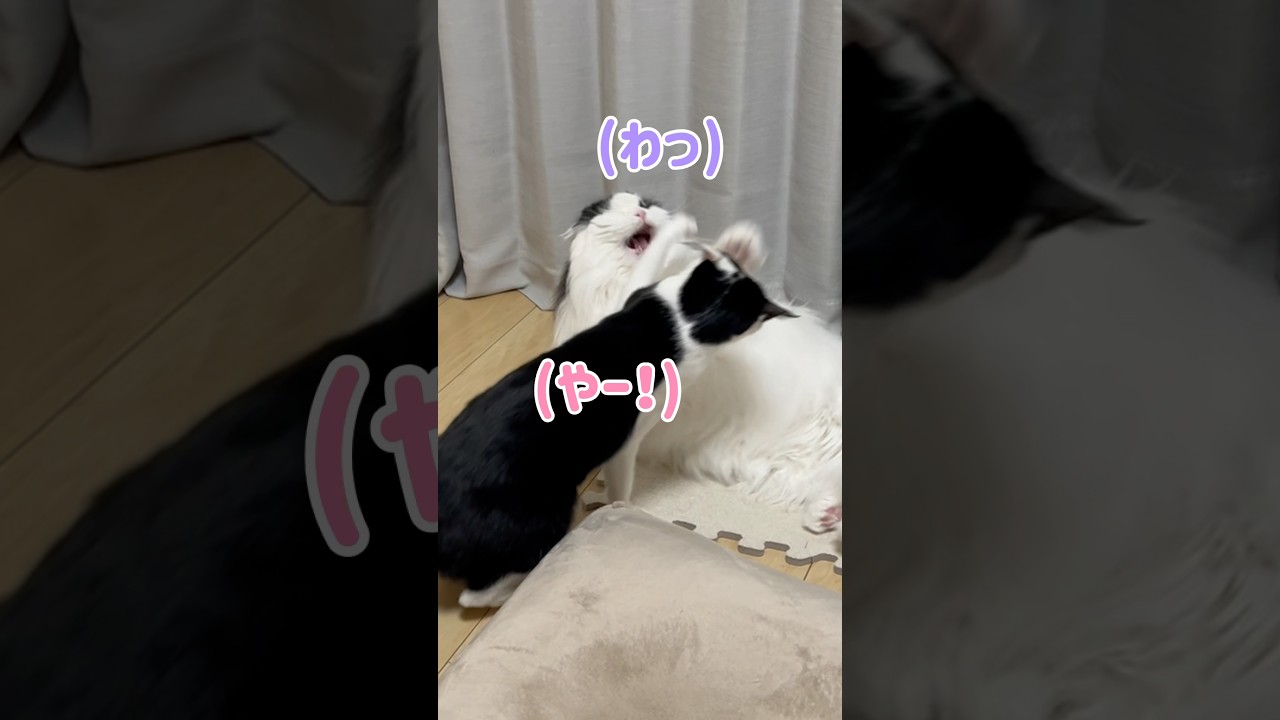 【悲報】妹分からの仕打ちがひどい件… #shorts #cat #スコティッシュフォールド #保護猫 #ハチワレ #猫のいる暮らし #猫動画 #catvideos