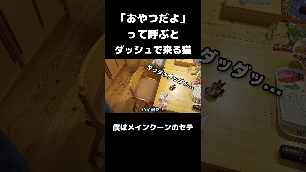 大型猫の可愛い瞬間 #メインクーン #猫 #猫のいる暮らし #mainecoon #cat