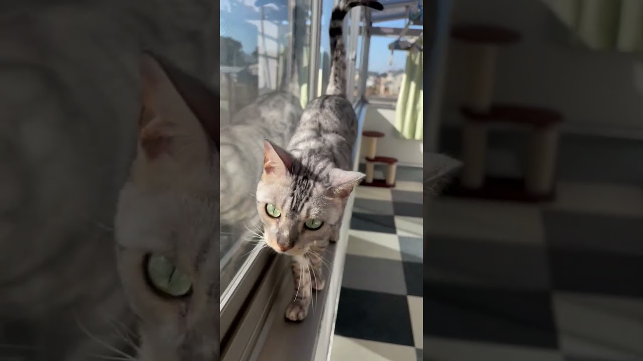 サンルームでお散歩 #ベンガル #cat #猫のいる暮らし #サンルーム