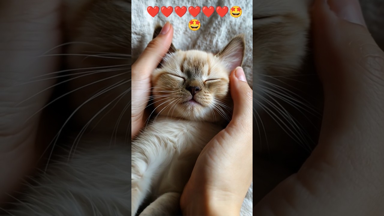 Caring for Burmese Kittens 🥰🥰🥰❤️ #dogpaw #dog #music #pawpaw #cat #pets #pawperfect #cute #dogbreed