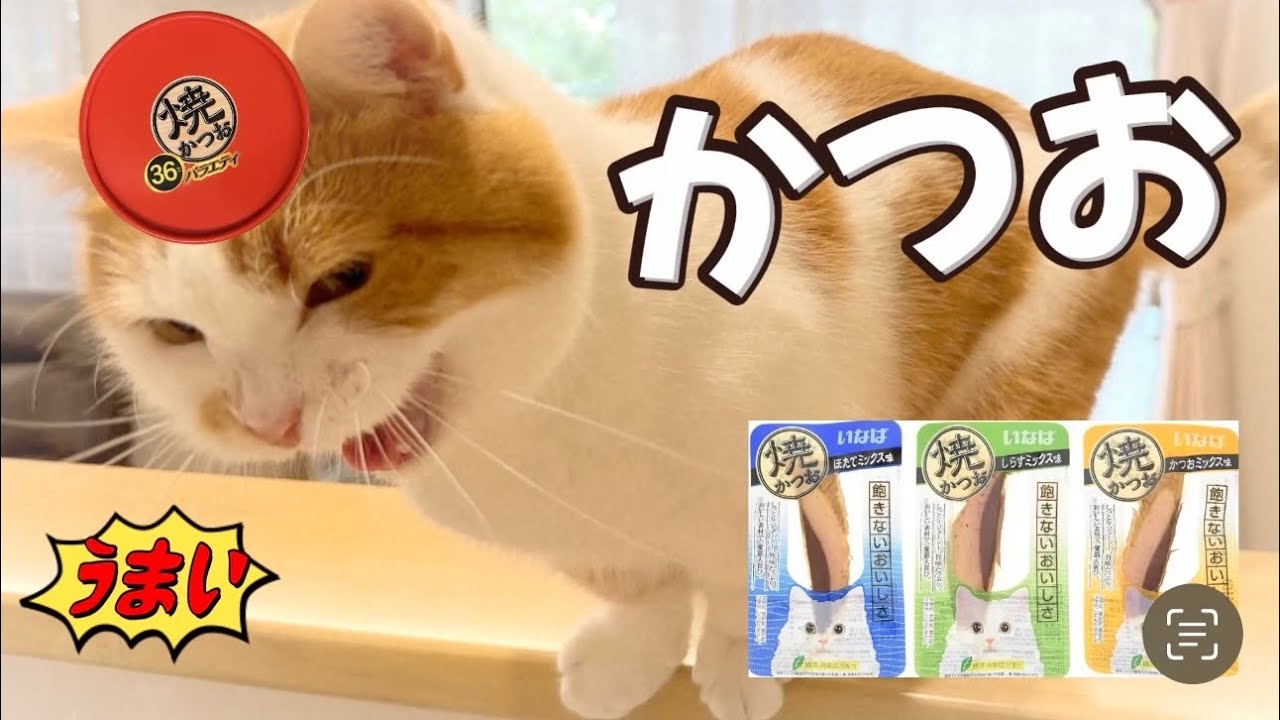 かつおを食え!!【短足マンチカン】