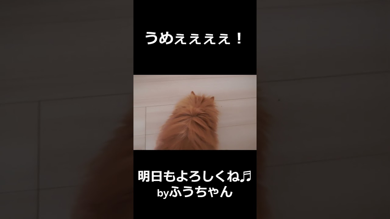 ネコのご飯おねだり！#猫 #可愛い #ラガマフィン #ご飯 #癒し